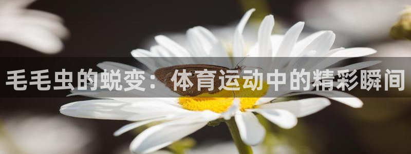 毛毛虫的蜕变：体育运动中的精彩瞬间